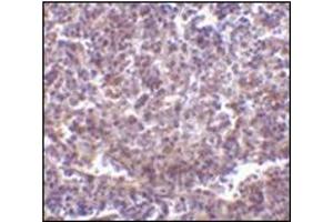 Immunohistochemistry of RP105 in human spleen tissue with this product at 2 μg/ml.