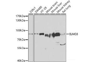 Western blot analysis of extracts of various cell lines using ELMO3 Polyclonal Antibody at dilution of 1:1000. (ELMO3 antibody)