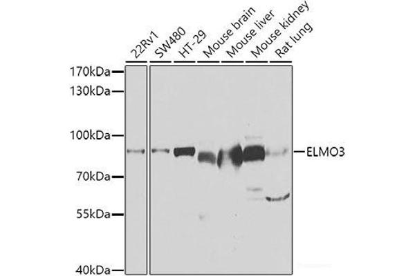 ELMO3 anticorps