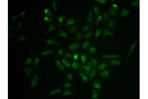 Immunofluorescence analysis of HeLa cell using SELPLG antibody. (SELPLG antibody)