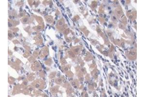 DAB staining on IHC-P; Samples: Human Stomach Tissue (NARS antibody  (AA 1-330))