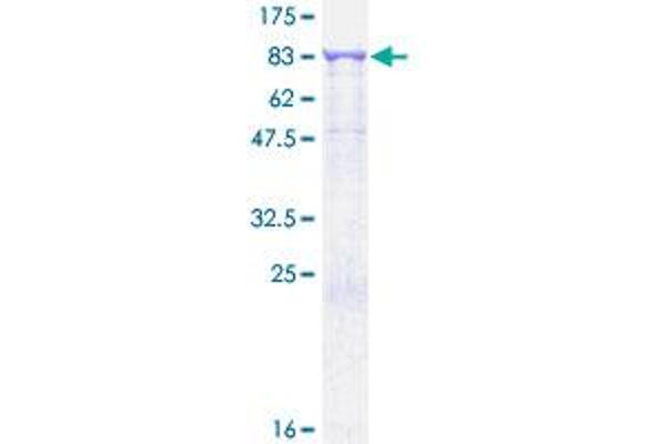 RPN1 Protein (AA 1-607) (GST tag)