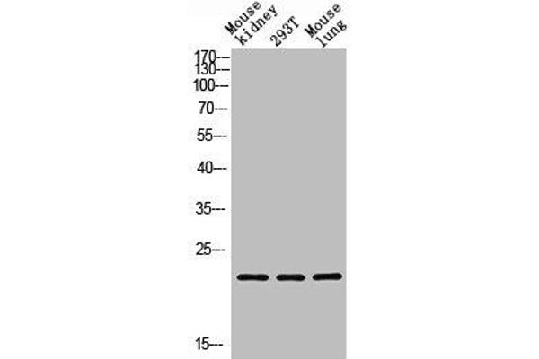 GREM2 antibody  (AA 71-120)