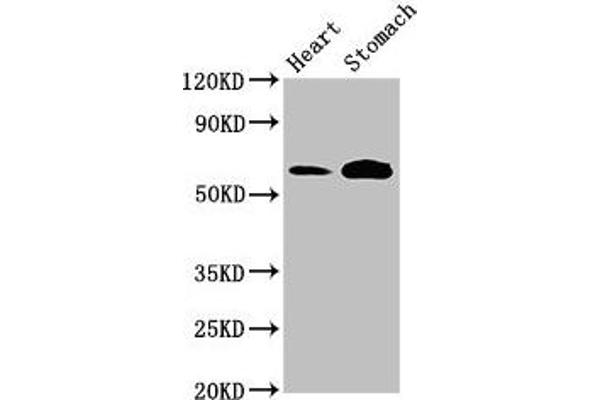 Tryptophan Hydroxylase 2 antibody  (AA 44-225)