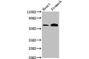 Western Blot Positive WB detected in: Rat heart tissue, Mouse stomach tissue All lanes: TPH2 antibody at 3 μg/mL Secondary Goat polyclonal to rabbit IgG at 1/50000 dilution Predicted band size: 57 kDa Observed band size: 57 kDa (Tryptophan Hydroxylase 2 antibody  (AA 44-225))