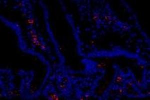 Immunofluorescent analysis of paraformaldehyde-fixed mouse duodenum using FAM135B (ABIN7073910) at dilution of 1: 1000 (FAM135B antibody)