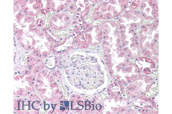 PPP2CB antibody  (C-Term)