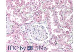 ABIN184646 (10µg/ml) staining of paraffin embedded Human Kidney.