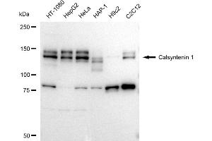 Western blotting analysis using Calsyntenin 1 antibody (ABIN7797854).