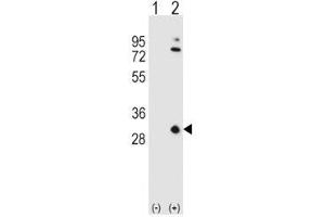 Western blot analysis of APOA1 antibody and 293 cell lysate either nontransfected (Lane 1) or transiently transfected (2) with the APOA1 gene. (APOA1 antibody  (AA 10-37))