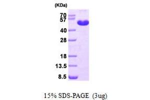 SDS-PAGE (SDS) image for Methionine Adenosyltransferase I, alpha (MAT1A) (AA 1-395) protein (His tag) (ABIN667767) (MAT1A Protein (AA 1-395) (His tag))