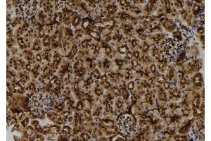 ABIN6273156 at 1/100 staining Mouse kidney tissue by IHC-P.