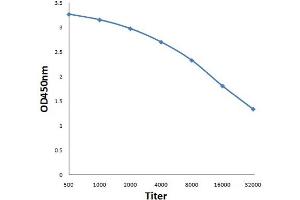 Antigen: 0. (NLGN1/NLGN2 (AA 251-350) antibody)