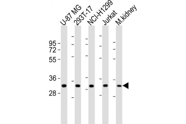 FN3KRP antibody  (AA 24-58)