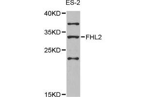Western blot analysis of extracts of ES-2 cells, using FHL2 antibody (ABIN5975345) at 1/1000 dilution. (FHL2 antibody)
