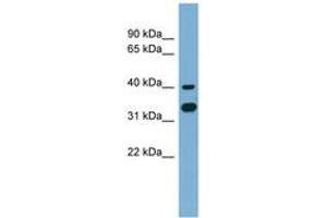 GPN2 antibody  (C-Term)