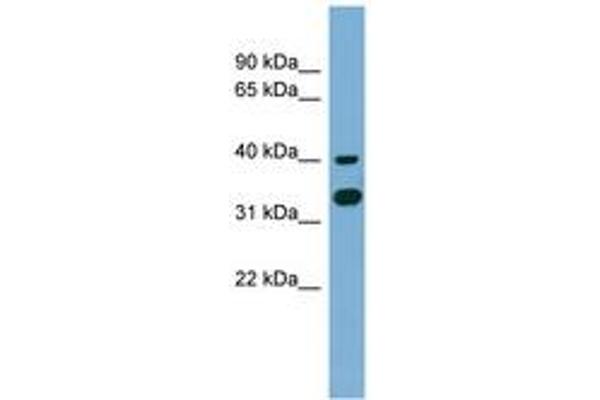 GPN2 antibody  (C-Term)