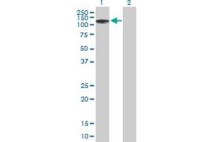 Western Blot analysis of ZNF526 expression in transfected 293T cell line by ZNF526 MaxPab polyclonal antibody. (ZNF526 antibody  (AA 1-670))