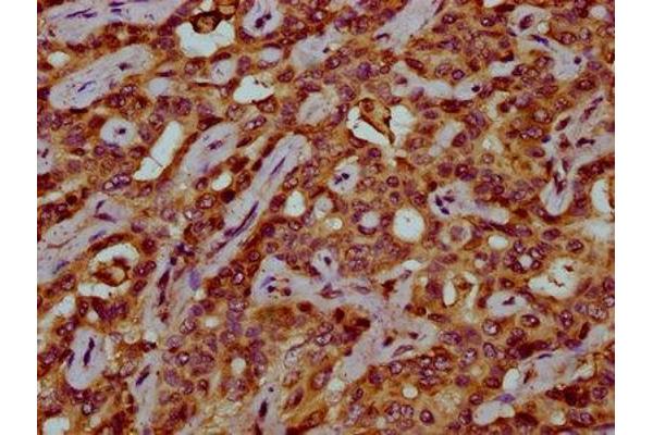 VKORC1 antibody  (AA 30-74)