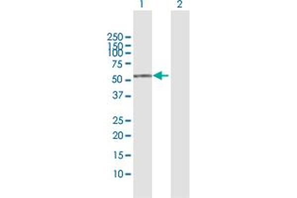 PI4K2A antibody  (AA 1-479)