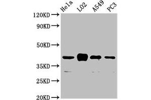 Western Blot Positive WB detected in: Hela whole cell lysate, LO2 whole cell lysate, A549 whole cell lysate, PC-3 whole cell lysate All lanes: VN1R1 antibody at 3. (VN1R1 antibody  (AA 1-56))