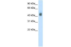 WB Suggested Anti-SOX3 Antibody Titration:  1. (SOX3 antibody  (N-Term))