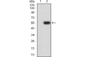Western blot analysis using CAPN2 mAb against HEK293 (1) and CAPN2 (AA: 489-700)-hIgGFc transfected HEK293 (2) cell lysate. (Calpain 2 antibody  (AA 489-700))