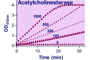 Activity Assay (AcA) image for Acetylcholinesterase Assay Kit (ABIN1000245) (Acetylcholinesterase Assay Kit)