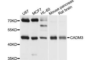 Western blot analysis of extract of various cells, using CADM3 antibody.