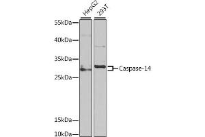 Western blot analysis of extracts of various cell lines, using Caspase-14 antibody (ABIN6131525, ABIN6137958, ABIN6137959 and ABIN6222205) at 1:1000 dilution. (CASP14 antibody  (AA 1-242))