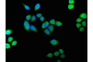 Immunofluorescence staining of Hela cells with ABIN7152961 at 1:100, counter-stained with DAPI. (BLVRB antibody  (AA 2-206))