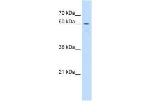 Western Blot showing UNCX antibody used at a concentration of 1. (UNCX antibody  (C-Term))