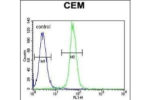 ARL8 Antibody (C-term) (ABIN655267 and ABIN2844860) flow cytometric analysis of CEM cells (right histogram) compared to a negative control cell (left histogram). (ARL5B antibody  (C-Term))