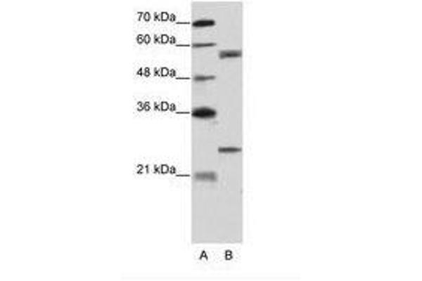 CPNE1 antibody  (AA 75-124)