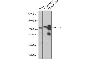 Western blot analysis of extracts of various cell lines, using EFHC1 antibody  at 1:1000 dilution. (EFHC1 antibody  (AA 391-640))