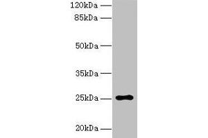 ARPIN antibody  (AA 1-226)