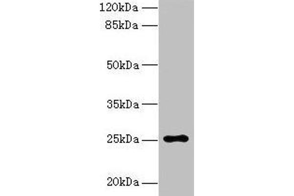 ARPIN antibody  (AA 1-226)