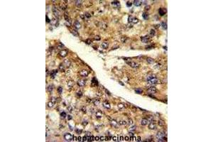 Immunohistochemistry (IHC) image for anti-Flavin Containing Monooxygenase 3 (FMO3) antibody (ABIN3002867) (FMO3 antibody)