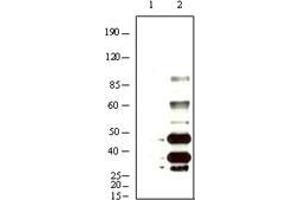 Western blot analysis using KSHV K8α mouse mAb against BCBL-1 (1) and TPA induced BCBL-1 (2) cell lysate. (KSHVK8a antibody)