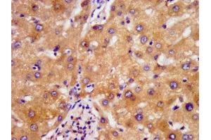 IHC image of ABIN7160878 diluted at 1:500 and staining in paraffin-embedded human liver tissue performed on a Leica BondTM system. (NDUFAF2 antibody  (AA 117-169))