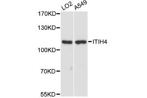 Western blot analysis of extracts of various cell lines, using ITIH4 antibody. (ITIH4 antibody)