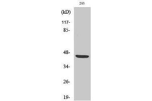 Western Blotting (WB) image for anti-Zygote Arrest 1 (ZAR1) (Internal Region) antibody (ABIN3180946)