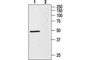 Western blot analysis of rat brain lysates:1.