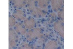 Figure. (Biglycan antibody  (AA 242-369))