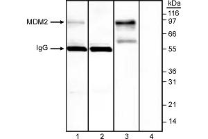 Western Blotting (WB) image for anti-Mdm2, p53 E3 Ubiquitin Protein Ligase Homolog (Mouse) (MDM2) (AA 154-167) antibody (ABIN967511) (MDM2 antibody  (AA 154-167))