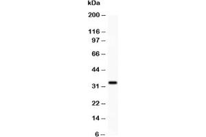 Western blot testing of PD-L1 antibody and HEPG2 lysate. (PD-L1 antibody  (AA 45-290))