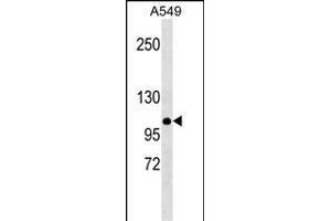 MLH1 Antibody (Center)(Ascites) ABIN1537704 western blot analysis in A549 cell line lysates (35 μg/lane). (MLH1 antibody  (AA 458-489))