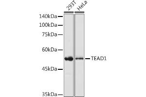 Western blot analysis of extracts of various cell lines, using TE antibody (ABIN6129488, ABIN6148982, ABIN6148984 and ABIN6217332) at 1:1000 dilution. (TEAD1 antibody  (AA 135-215))