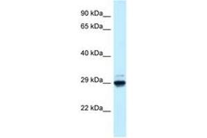 Image no. 1 for anti-MAF1 Homolog (MAF1) (AA 54-103) antibody (ABIN6747668) (MAF1 antibody  (AA 54-103))