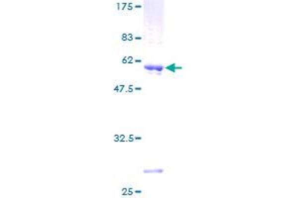 Deoxyguanosine Kinase Protein (DGUOK) (AA 1-277) (GST tag)